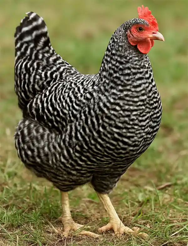 The Dominique Chicken.