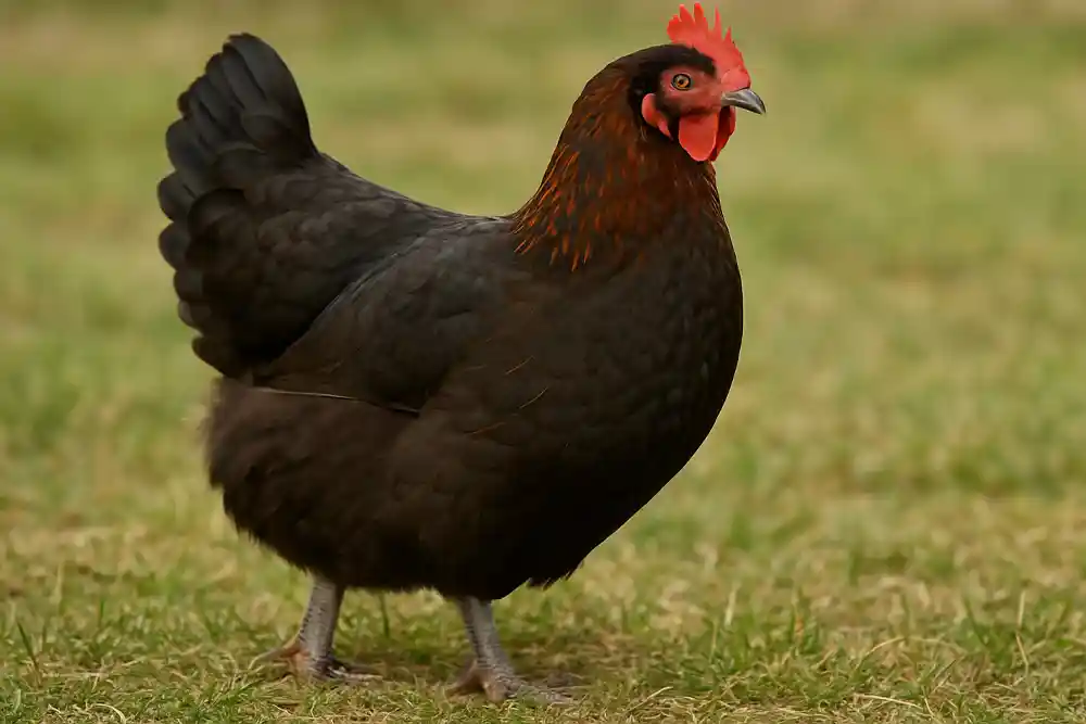 Discover the Marans, a chic French chicken breed known for its striking dark brown eggs and glossy plumage. Perfect for both backyard and free-range settings.