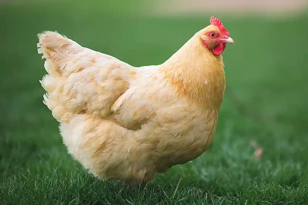 Explore the charming Orpington chicken, renowned for its calm demeanor, fluffy appearance, and excellent egg production. A must-have for any coop.