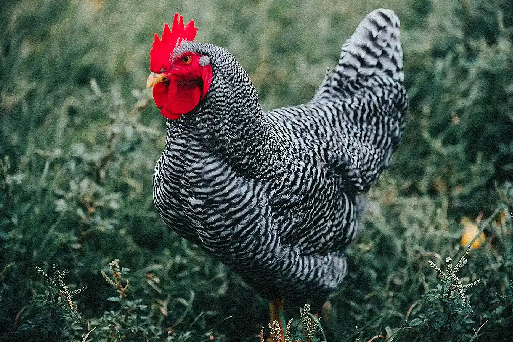 Explore the Plymouth Rock, the ultimate backyard chicken with historical charm, steady egg production, and a friendly, easygoing personality.