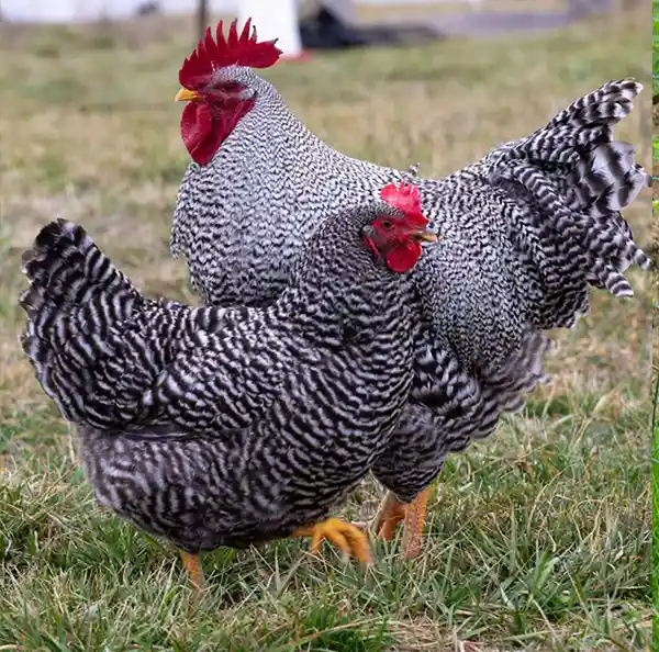The Plymouth Rock Chicken.  Patriotic as hell.