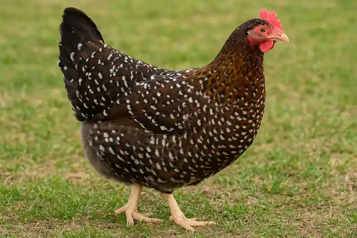 Discover the Speckledy chicken, a stylish and efficient hybrid known for its high egg production, calm temperament, and striking speckled feathers.
